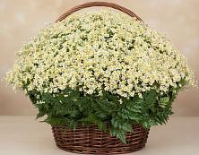 Цветочная композиция из Ромашки в корзине #REPLACE_PRED# Совхозном Краснодарский край