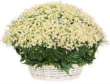 Цветочная композиция из Ромашки в корзине #REPLACE_PRED# Совхозном Краснодарский край